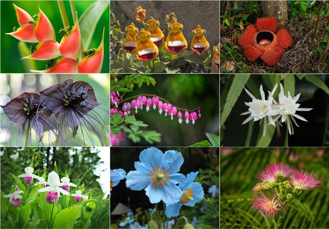 Rare-and-Exotic-Plants